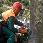 Tree Removal Process