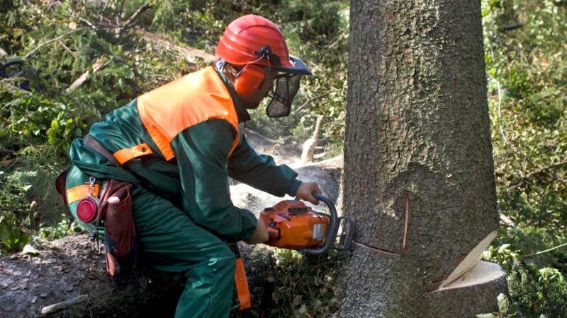 Tree Removal Process