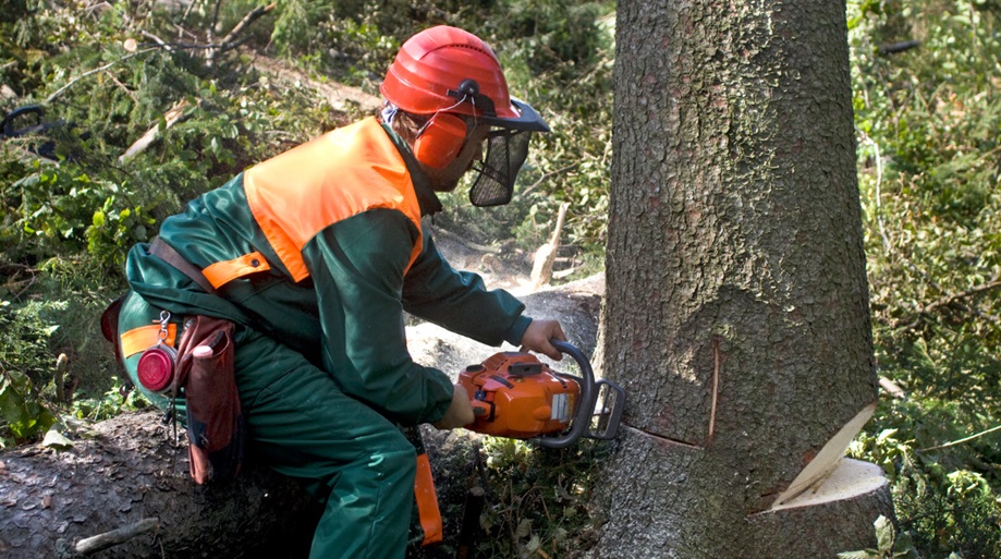 Understanding the Tree Removal Process: What Homeowners Need to Know