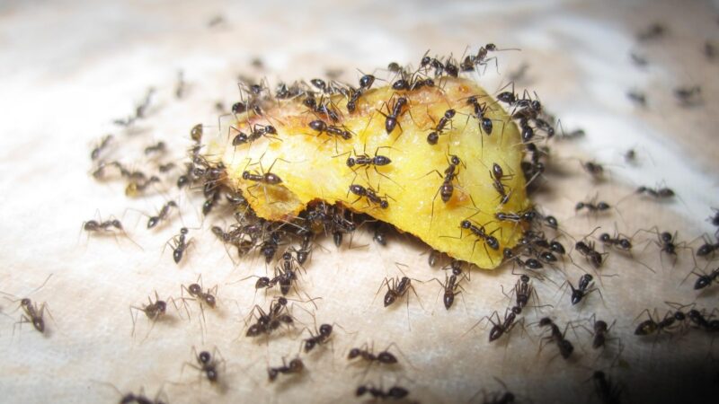 Common Signs Your Home is Infested with Carpenter Ants and Want to Do About Them