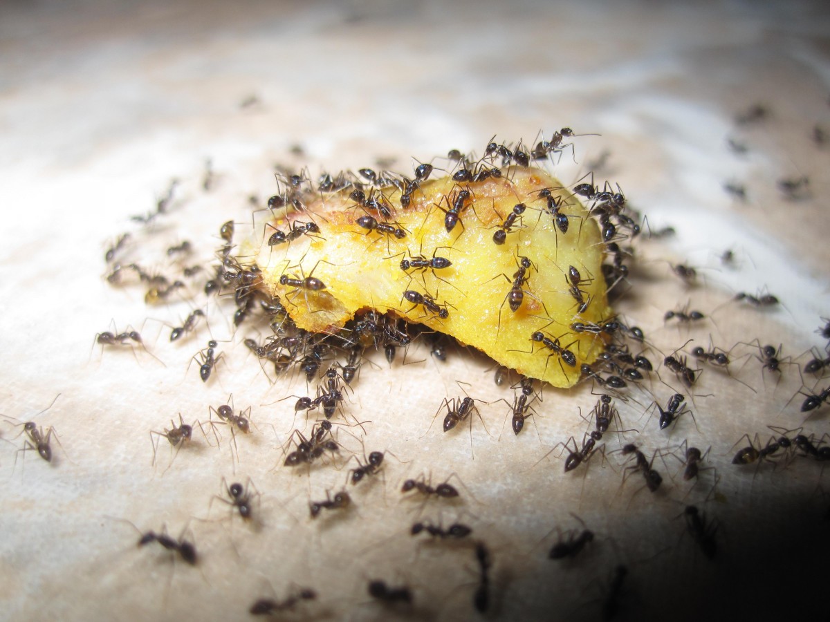 Common Signs Your Home is Infested with Carpenter Ants and Want to Do About Them